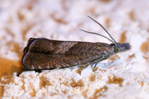 Réf. 330 083 : Dichrorampha acuminatana